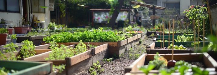 Stadtgarten mit Hochbeeten
